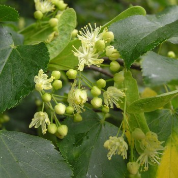 Liepa, mažalapė /tilia cordata/ - kailsaknis sodinukas, 80-120cm.
