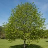 Liepa, mažalapė /tilia cordata/ - kailsaknis sodinukas, 80-120cm.