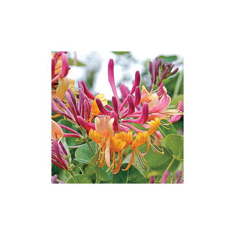 Vīteņsausserdis, hekrota ,,Goldflame,, /lonicera x heckrottii/ -C2,5 kont