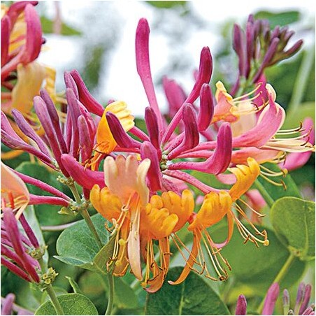 Vīteņsausserdis, hekrota ,,Goldflame,, /lonicera x heckrottii/ -C2,5 kont
