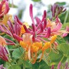 Vīteņsausserdis, hekrota ,,Goldflame,, /lonicera x heckrottii/ -C4 kont
