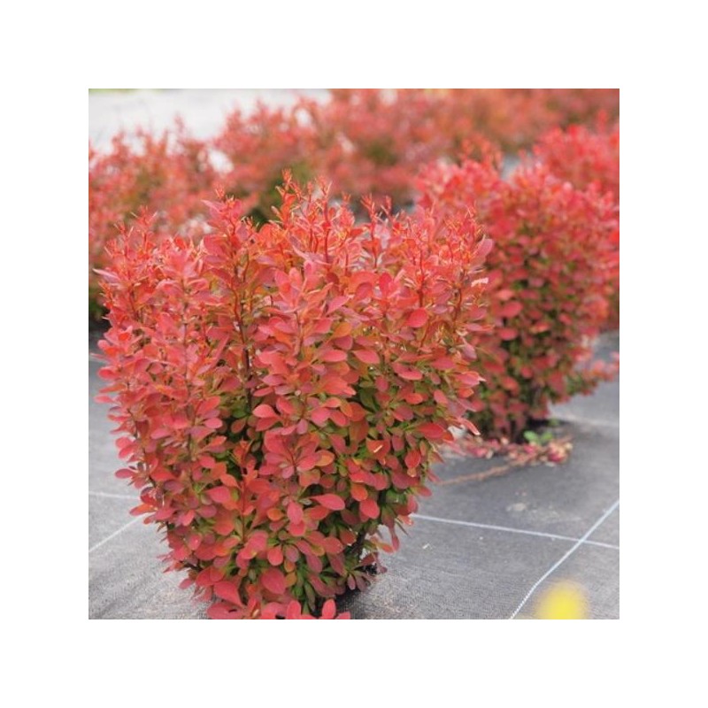 Raugerškis, Tunbergo "Florence" /berberis thunbergii/ P9 Kont.