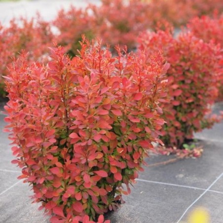 Raugerškis, Tunbergo "Florence" /berberis thunbergii/ P9 Kont.