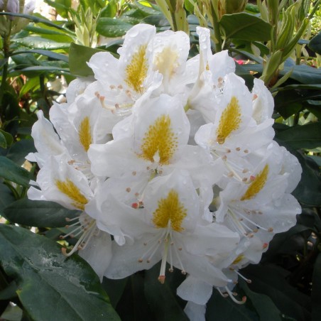 Rododendras ,,Madame Masson,, /Rhododendron/- C3 kont.