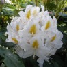 Rododendras ,,Madame Masson,, /Rhododendron/- C3 kont.