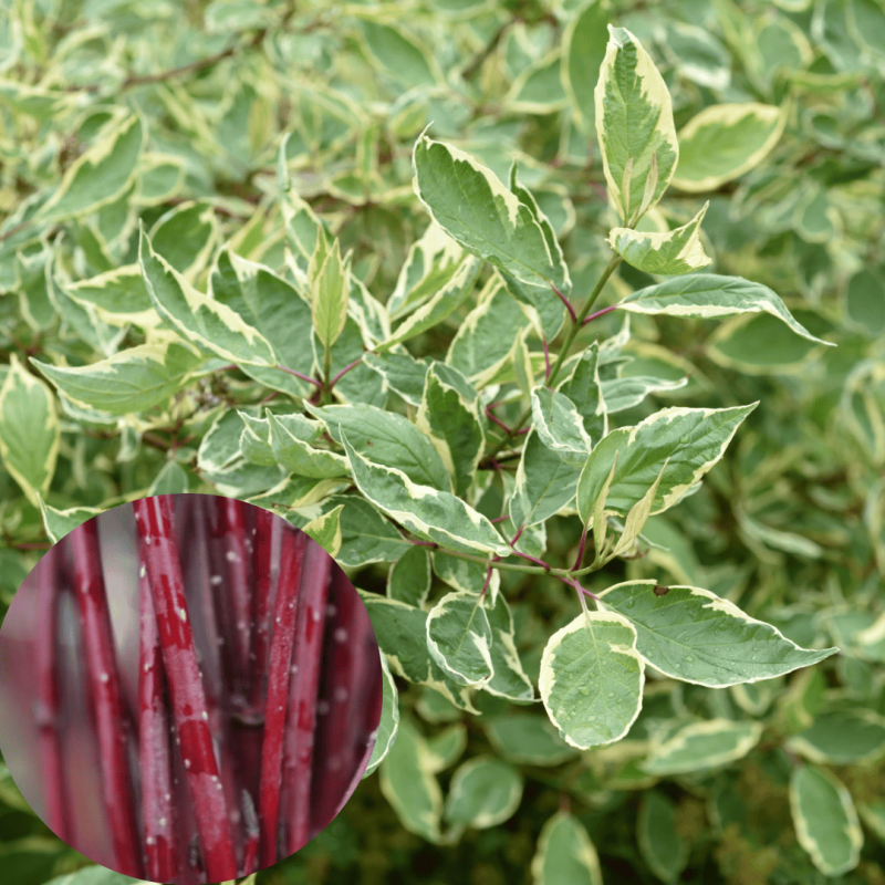 Grimonis, baltais ,,Cream Cracker,, /Cornus alba/ - C5 kont. - spēcīgs stāds