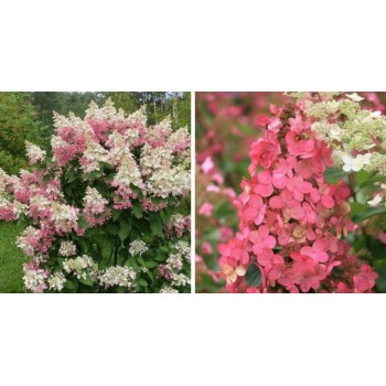 Skarainā hortenzija ,,Pink Queen,, /hydrangea paniculata/ - C5 kont.