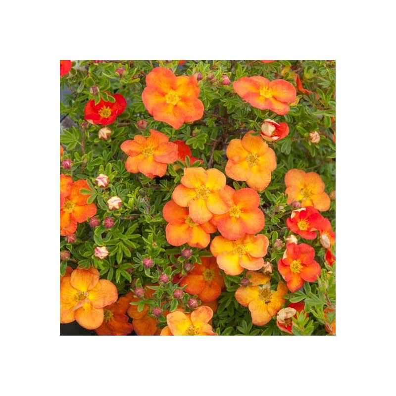 Klinšrozīte, parastā “Red Ace” /Potentilla fruticosa/ - C1,5 kont.