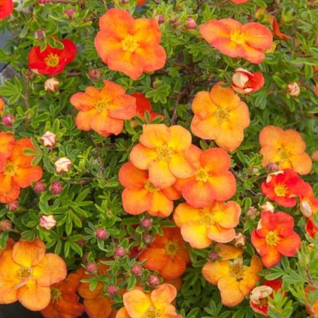 Klinšrozīte, parastā “Red Ace” /Potentilla fruticosa/ - C1,5 kont.