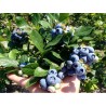 Krūmmellene ,,Hannah,s Choice,, /Vaccinium corymbosum/- C2,5 kont.