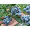 Krūmmellene ,,Toro,, /Vaccinium corymbosum/ - C5 kont.