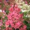 Skarainā hortenzija ,,Pink Queen,, /hydrangea paniculata/ - C5 kont.