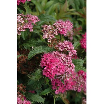 Lanksva, japoninė “Crispa”/Spiraea japonica/ - C3 kont.