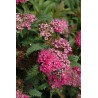 Lanksva, japoninė “Crispa”/Spiraea japonica/ - C3 kont.