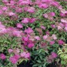 Lanksva, japoninė “Crispa”/Spiraea japonica/ - C3 kont.