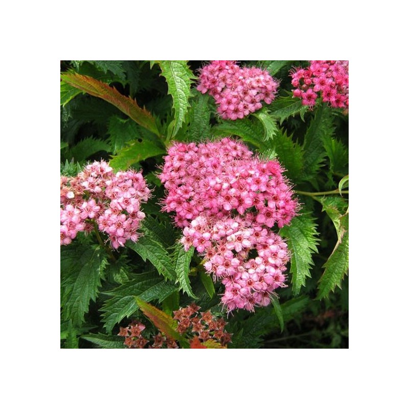 Lanksva, japoninė “Crispa”/Spiraea japonica/ - C3 kont.