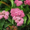 Lanksva, japoninė “Crispa”/Spiraea japonica/ - C3 kont.