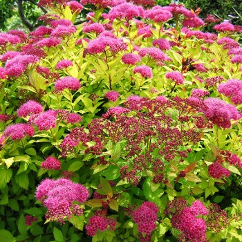 Spireja, Japānas ,,Magic Carpet,, /Spiraea japonica/ - C3 kont.