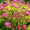 Spireja, Japānas ,,Magic Carpet,, /Spiraea japonica/ - C3 kont.
