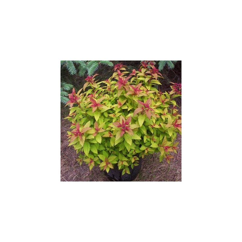 Spireja, Japānas ,,Magic Carpet,, /Spiraea japonica/ - C3 kont.