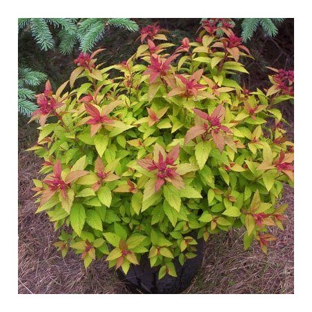 Spireja, Japānas ,,Magic Carpet,, /Spiraea japonica/ - C3 kont.