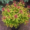 Spireja, Japānas ,,Magic Carpet,, /Spiraea japonica/ - C3 kont.