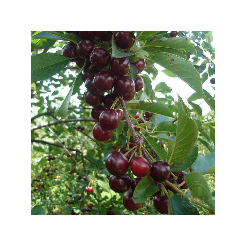 Ķirsis "Oblaczynska" /prunus cerasus/ (vidēji agrais) - 40-50cm.
