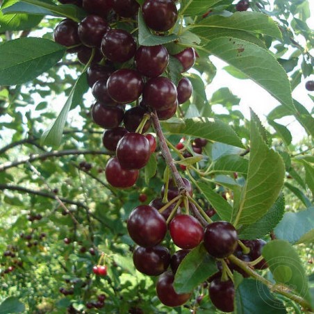 Ķirsis "Oblaczynska" /prunus cerasus/ (vidēji agrais) - 40-50cm.