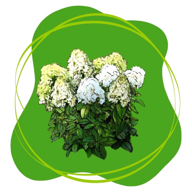 Šluotelinių hortenzijų sodinimas ir priežiūra - PDF