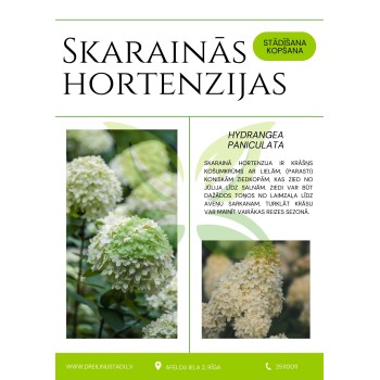 Šluotelinių hortenzijų sodinimas ir priežiūra - PDF