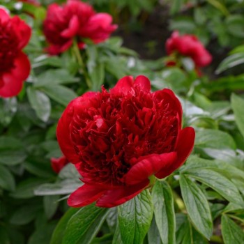 Peonija "Red Charm" /paeonia/ - C5 kont. - JŪNIJS