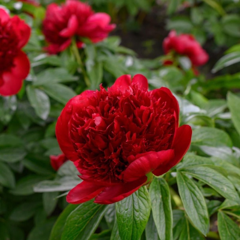 Peonija "Red Charm" /paeonia/ - C5 kont. - JŪNIJS