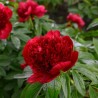 Peonija "Red Charm" /paeonia/ - C5 kont. - JŪNIJS