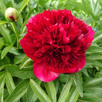 Peonija "Red Charm" /paeonia/ - C5 kont. - JŪNIJS