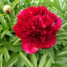 Peonija "Red Charm" /paeonia/ - C5 kont. - JŪNIJS