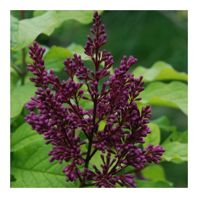 Alyva 'Redwine' /Syringa/ - C3 kont.