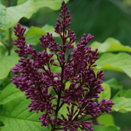 Alyva 'Redwine' /Syringa/ - C3 kont.