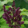 Ceriņš 'Redwine' /Syringa/ - C3 kont.