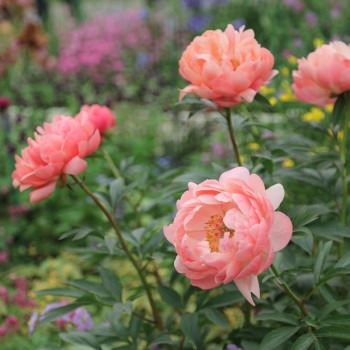 Peonija "Coral Charm" /paeonia/ - C3 kont. - JŪNIJS