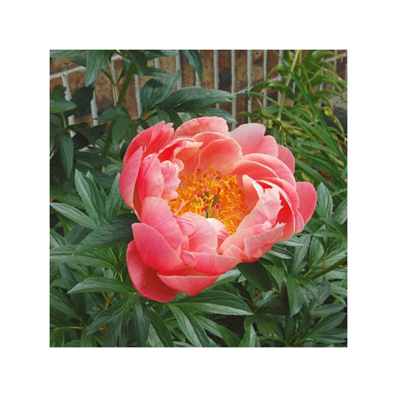 Peonija "Coral Sunset" /paeonia/ - C3 kont. - JŪNIJS