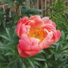 Peonija "Coral Sunset" /paeonia/ - C3 kont. - JŪNIJS