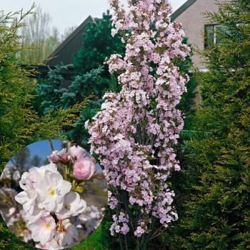 Japānas ziedu ķirsis - sakura ,,Amanogawa,, /Prunus serrulata/ - 150-160cm, C7 kont.
