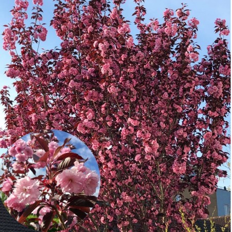 Japānas ziedu ķirsis - sakura "Royal Burgundy,, /Prunus serrulata/