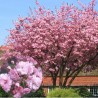 Japānas ziedu ķirsis (sakura) 'Kanzan' /Prunus serrulata/