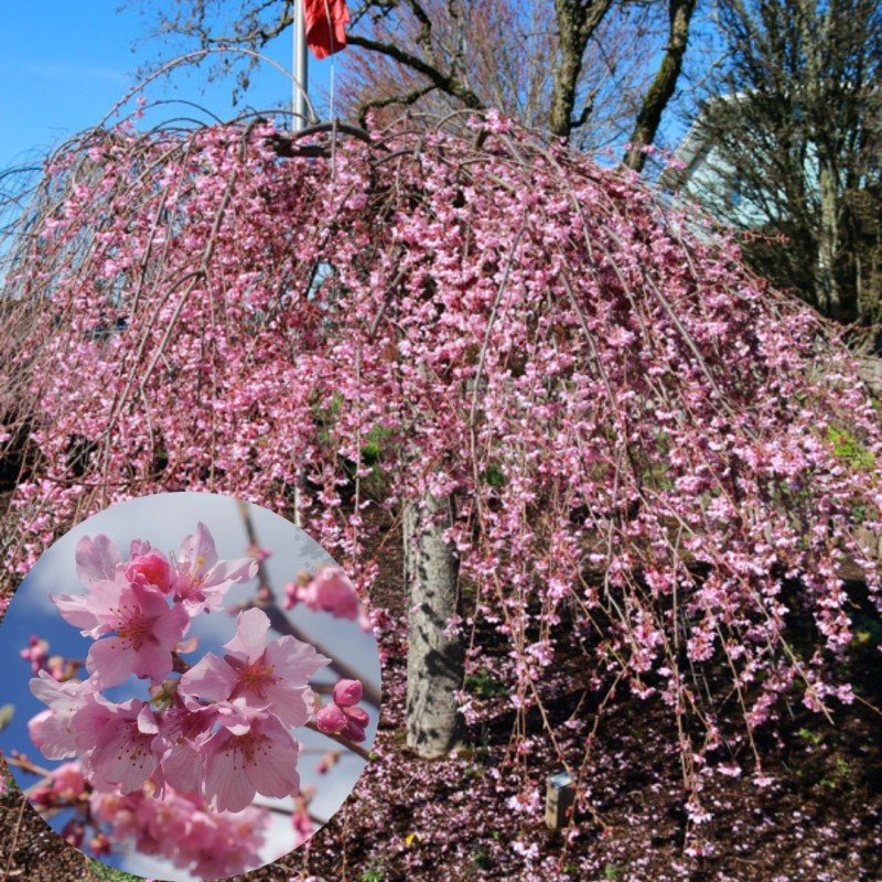 Japānas ziedu ķirsis (sakura) 'Pink Cascade' /Prunus serrulata/ - 100cm., C5 kont.