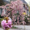 Japānas ziedu ķirsis (sakura) "Kiku Shidare Zakura" /prunus/ - 150-160cm, C7 kont.