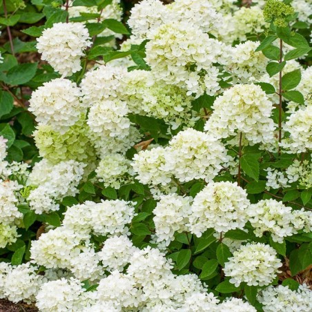 Skarainā hortenzija ,,Bombshell,, /Hydrangea paniculata/ - C2,5 kont.
