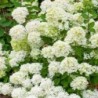 Skarainā hortenzija ,,Bombshell,, /Hydrangea paniculata/ - C2,5 kont.