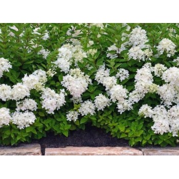 Skarainā hortenzija ,,Bombshell,, /Hydrangea paniculata/ - C2,5 kont.