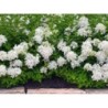 Skarainā hortenzija ,,Bombshell,, /Hydrangea paniculata/ - C2,5 kont.